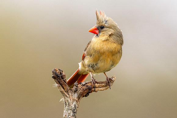 CMS_6038-F Cardinal