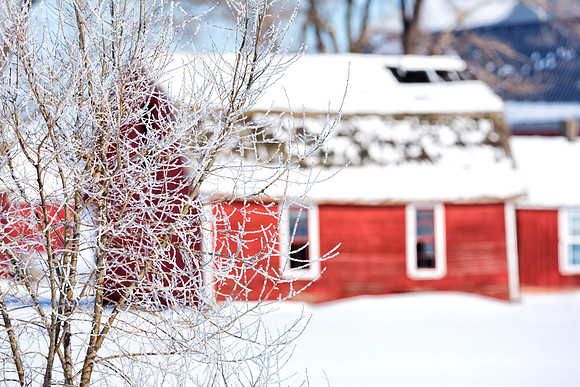 Hoar Frost on a Winter Morning