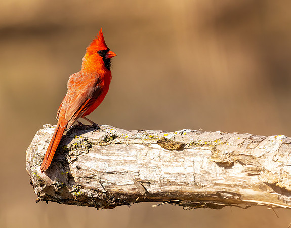 _S234595-Cardinal