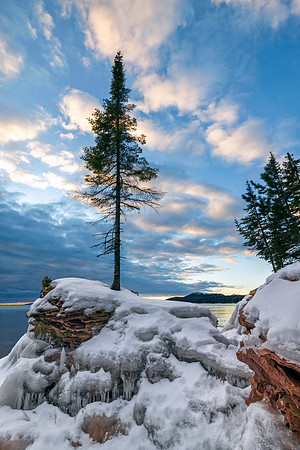 Solitary Winter Pine