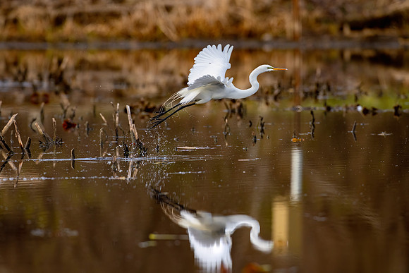 _S237262-Egret Takeoff