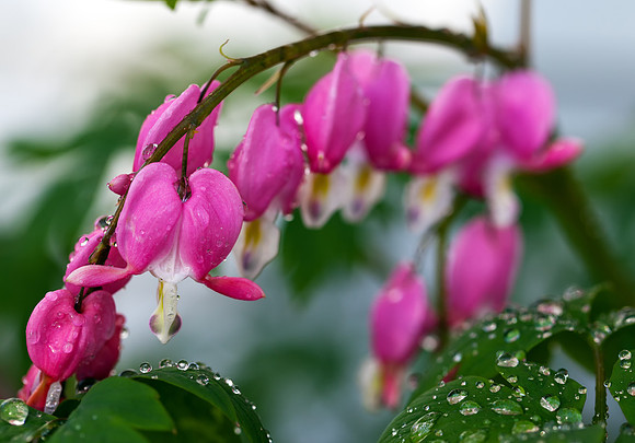 Bleeding Heart