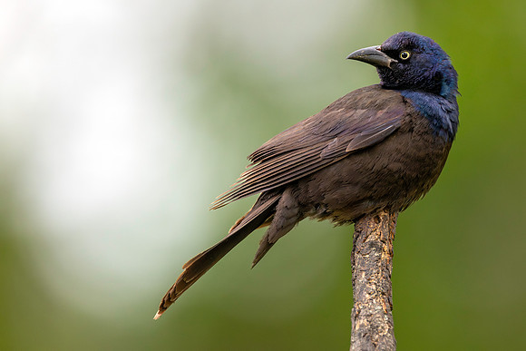 CMS_4978-Grackle