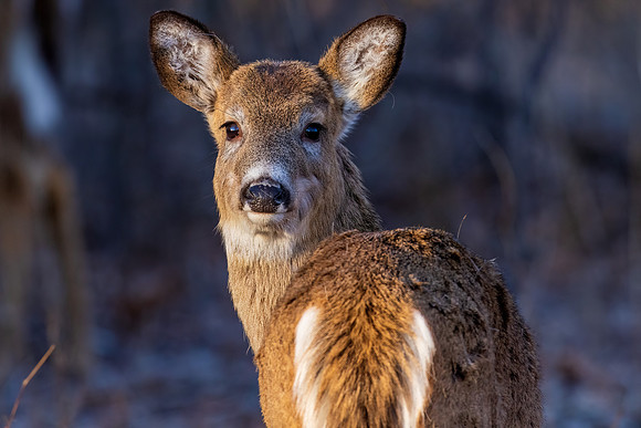 _S216535-Deer