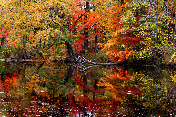 Autumn Reflected