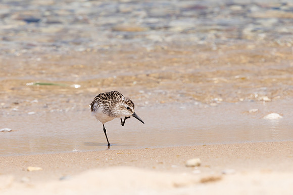 CS216766-Semipalmated Sandpiper copy