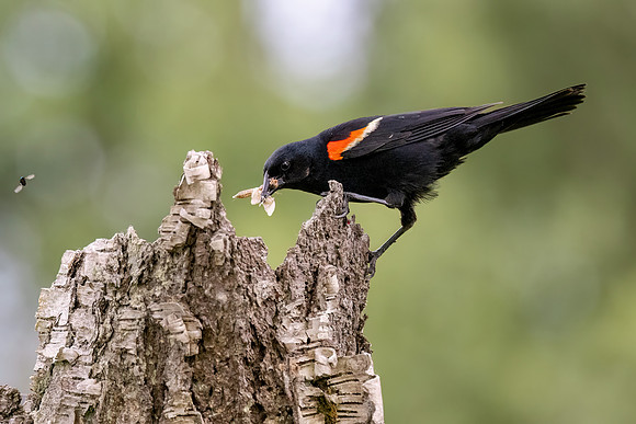 CS230623-RW Blackbird with food