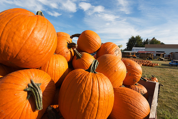 Giant Pumpkins for Sale