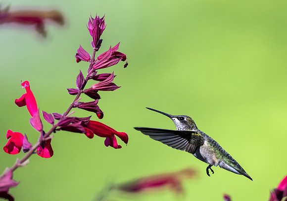 _S235106-F Hummer on Plant