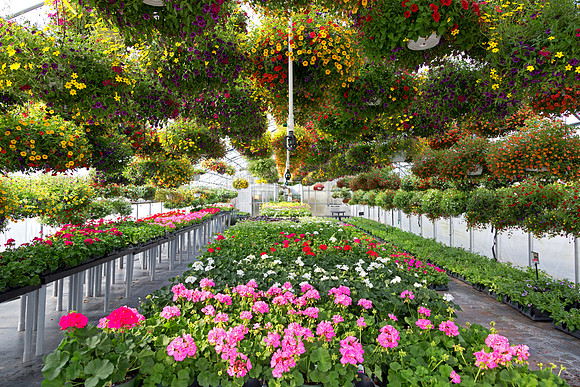 Potted & Hanging Plants in Greenhouse