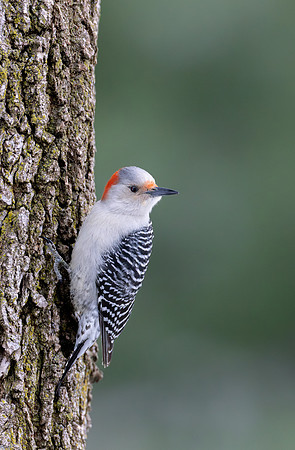 CS235135 Red Bellied Woodpecker