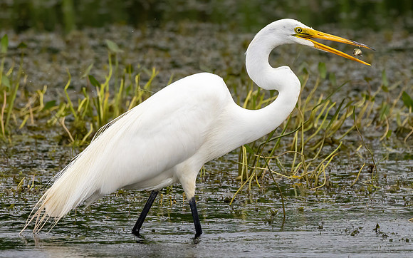 CS210374-Egret