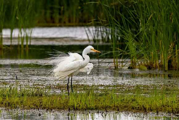 CS210253-Egret