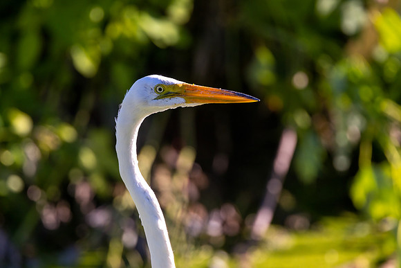 CS210573-Egret