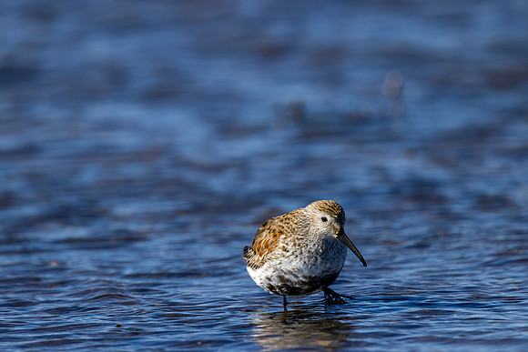 CS210411-Dunlin