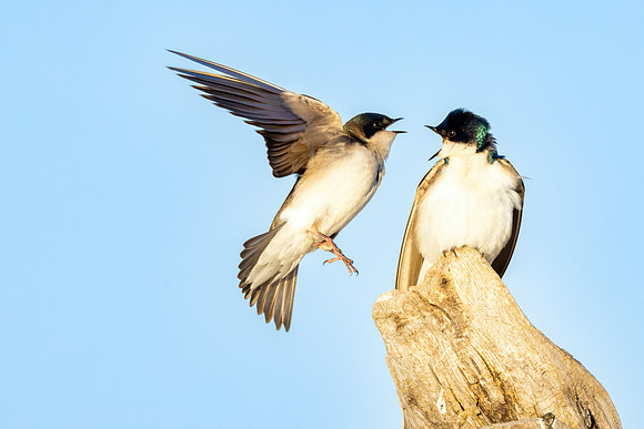 CS210640-Tree Swallows