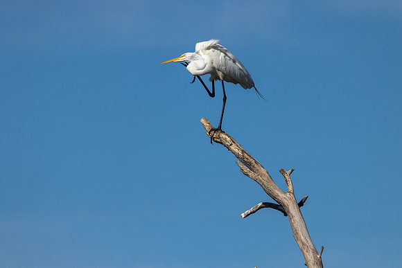 CS211076-Egret