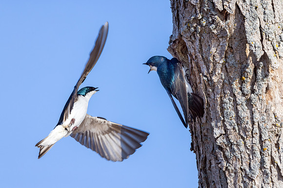CS211340-Tree swallows