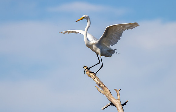CS211582-Egret
