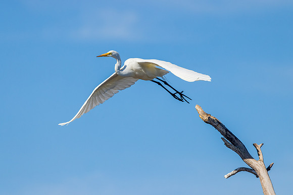 CS211202-Egret