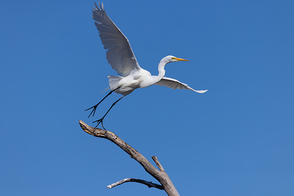 CS211769-Egret