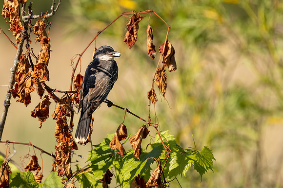 CS211853-Eastern Kingbird