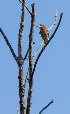 CS212299-Green Heron