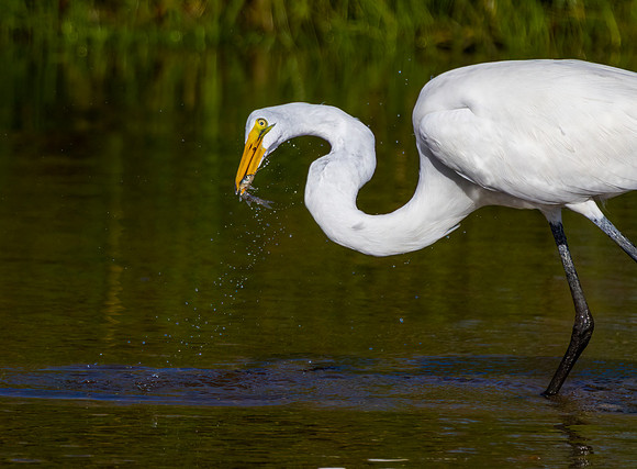 CS217411-Egret-fish