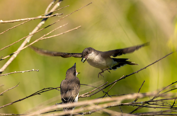 CS212129-Eastern Kingbird