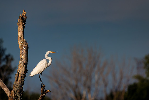 CS213186-Egret