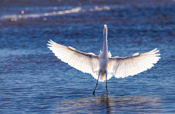CS218741-Egret