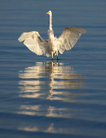 CS218749-Egret -