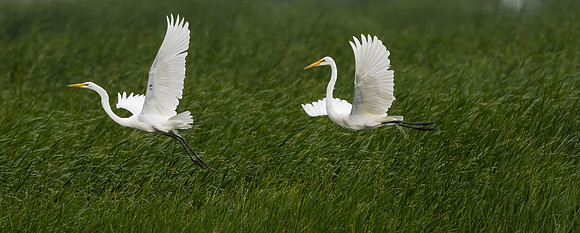 CS219452-Egrets