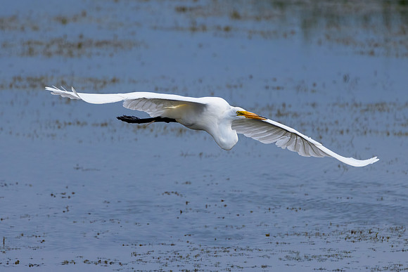 CS219486-Egret flight