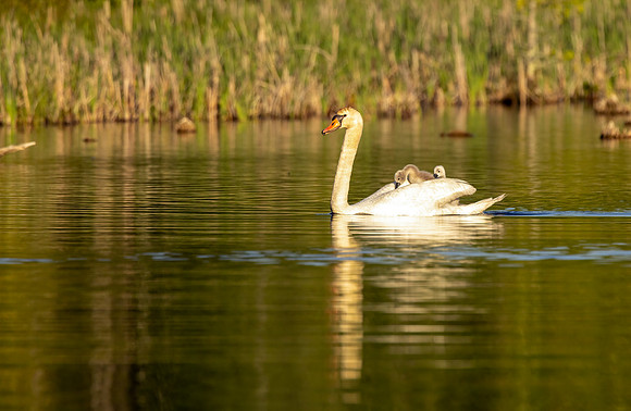 Swan_Cygnets CS210630-