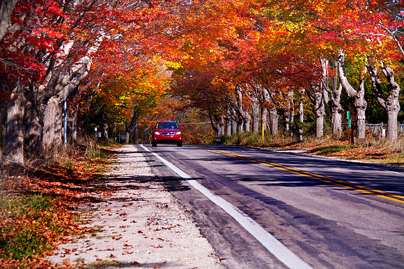 Pure Michigan Autumn - Tunnel of Trees