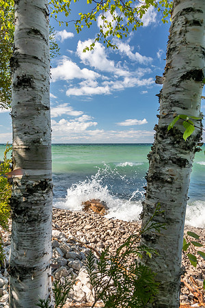 Presque Isle Birches - PI-100 9Q4A8810