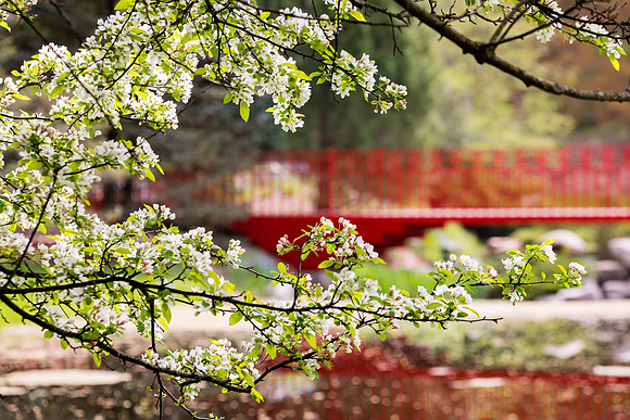 Red Bridge & Spring Blooms - Dow Gardens