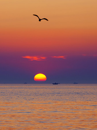 A Seagull's Sunset II