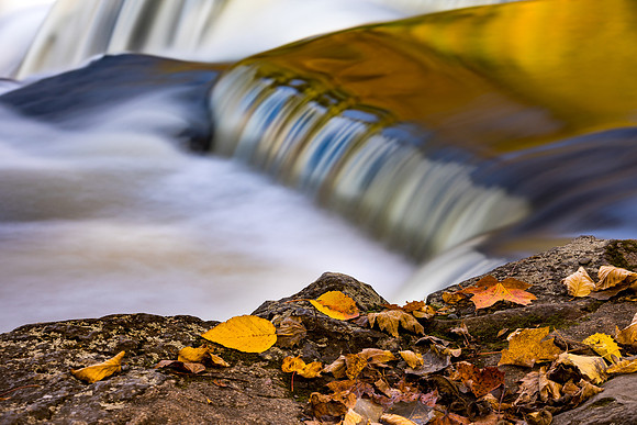 Liquid Gold & Autumn Leaves - Bond Falls