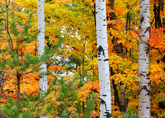 White Birch Autumn