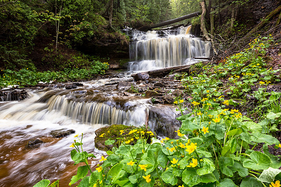Spring Buttercups at Wagner Falls
