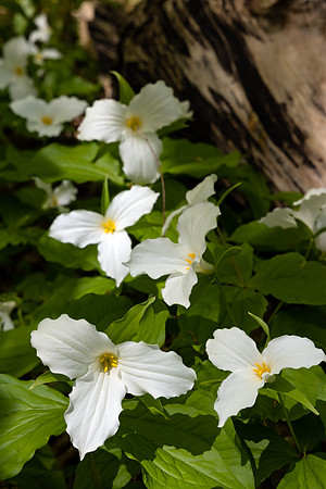 Pictured Rock Trillium