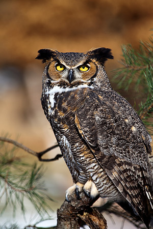 Great Horned Owl in Autumn