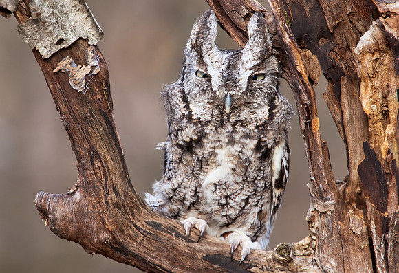 Eastern Screech Owl in Autumn