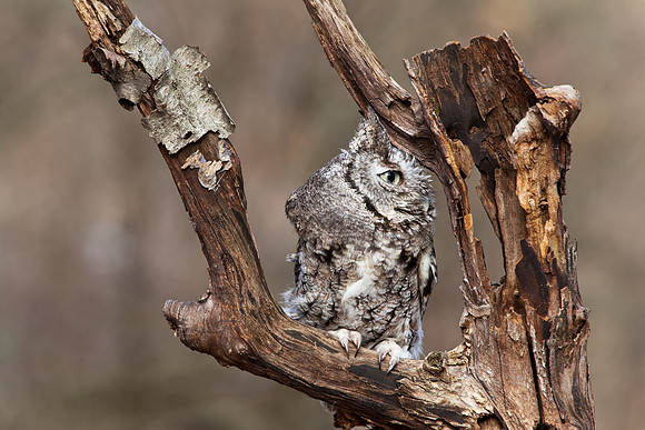 Eastern Screech Owl in Autumn II