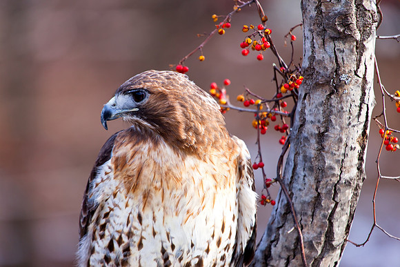 Red Tail Hawk in Autumn