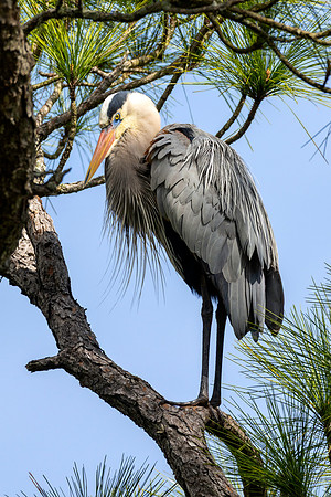 CMS_7237-Heron copy