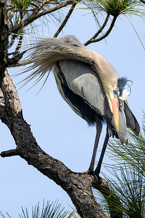 CMS_7192-Heron copy