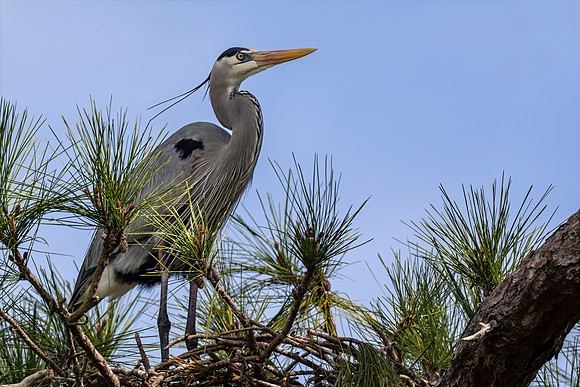 CMS_7157 Heron copy